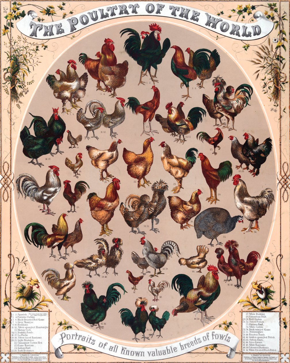 Världens fjäderfän Poster av American School