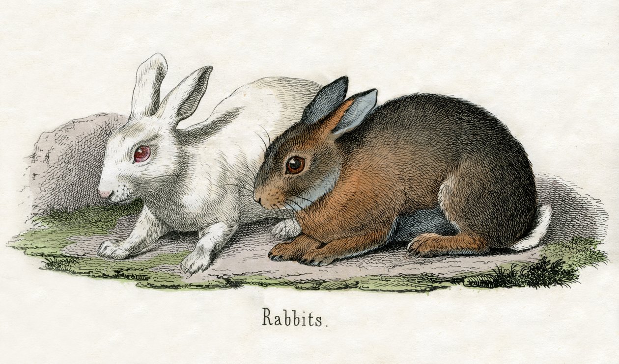 Kaniner, från The Natural History of Animals av American School