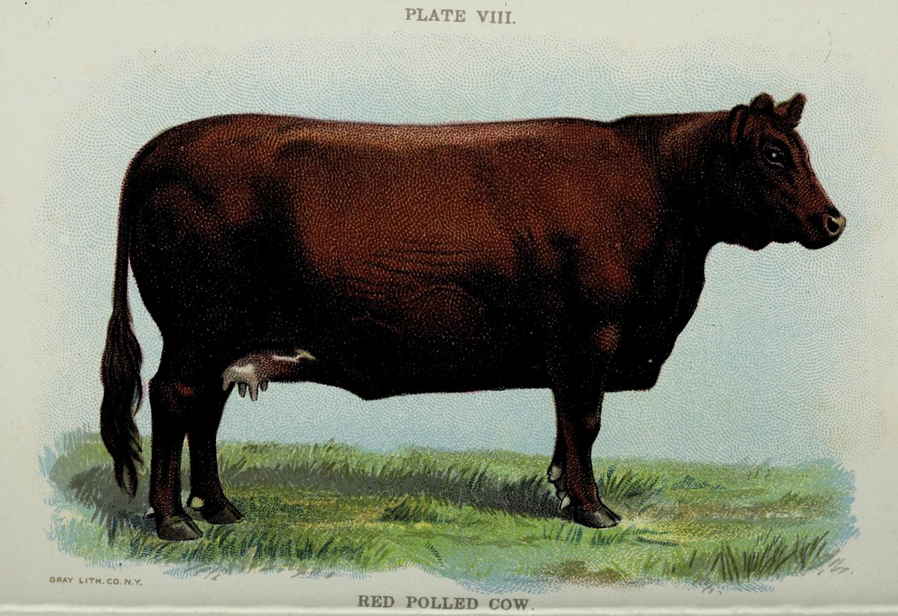 Red Polled Cow, från "Biggle Cow Book" av Jacob Biggle av American School