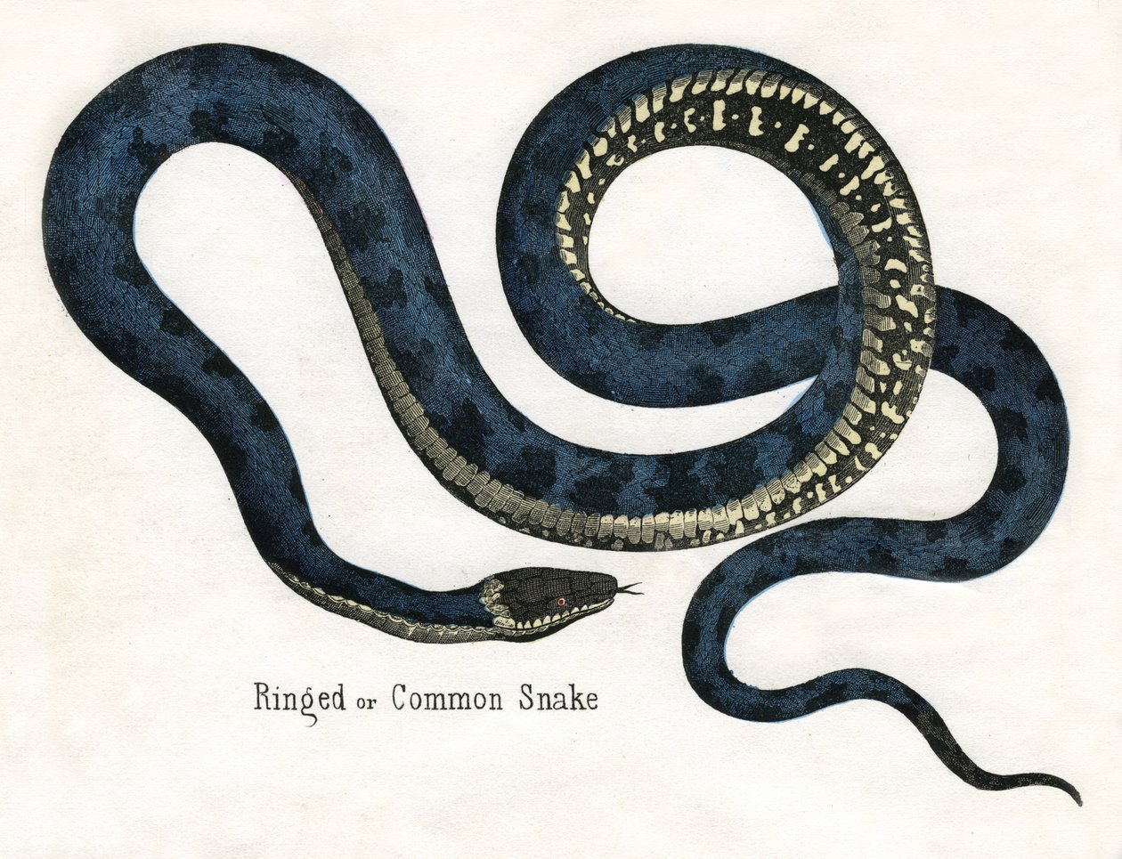 Ringad eller vanlig orm, från The Natural History of Animals av American School