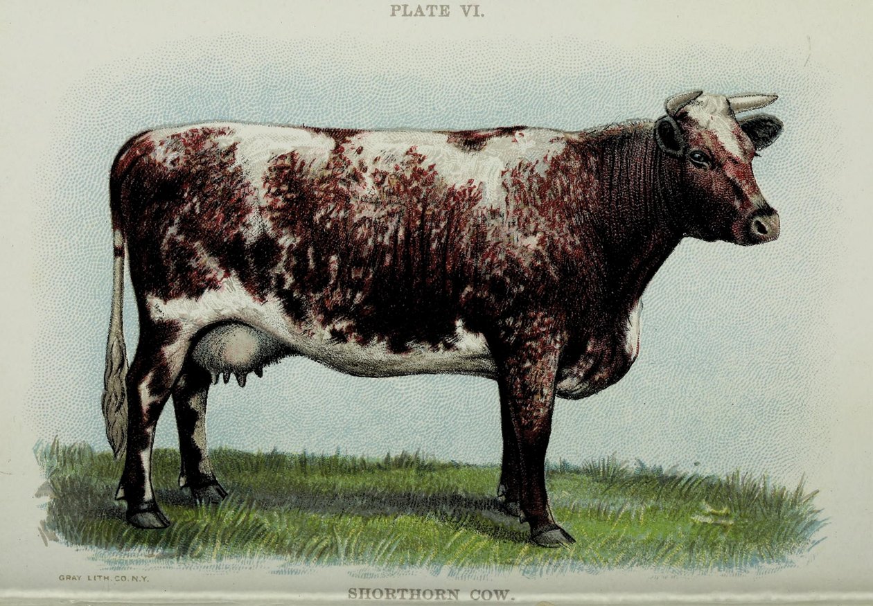 Shorthorn cow, från "Biggle Cow Book" av Jacob Biggle, 1898 av American School
