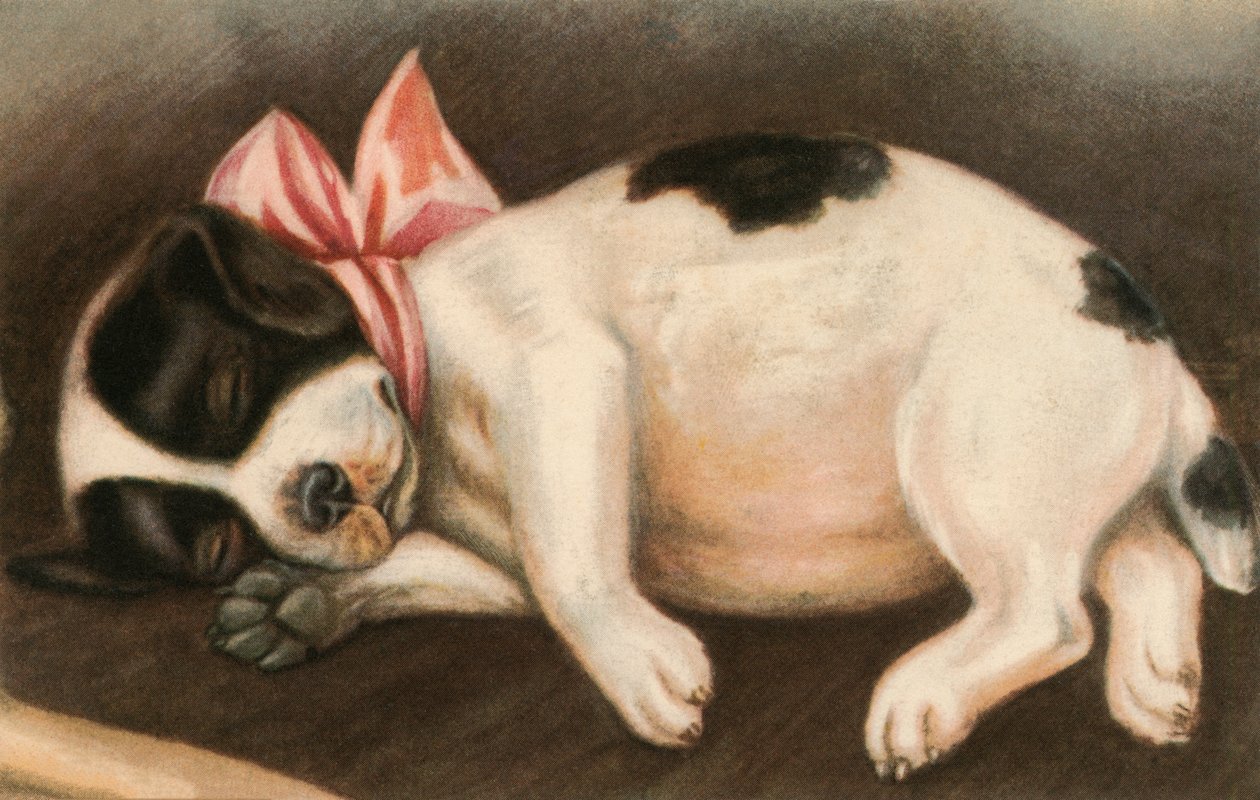 Sleeping Pointer Valp som bär en rosa rosett av American School