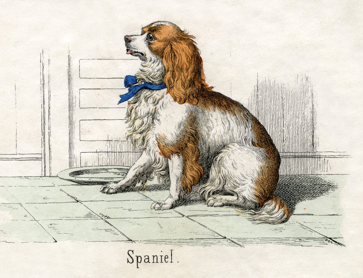 Spaniel, från The Natural History of Animals av American School