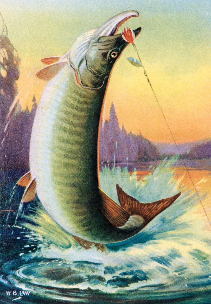 Sportfiske: Hoppande Muskie av American School