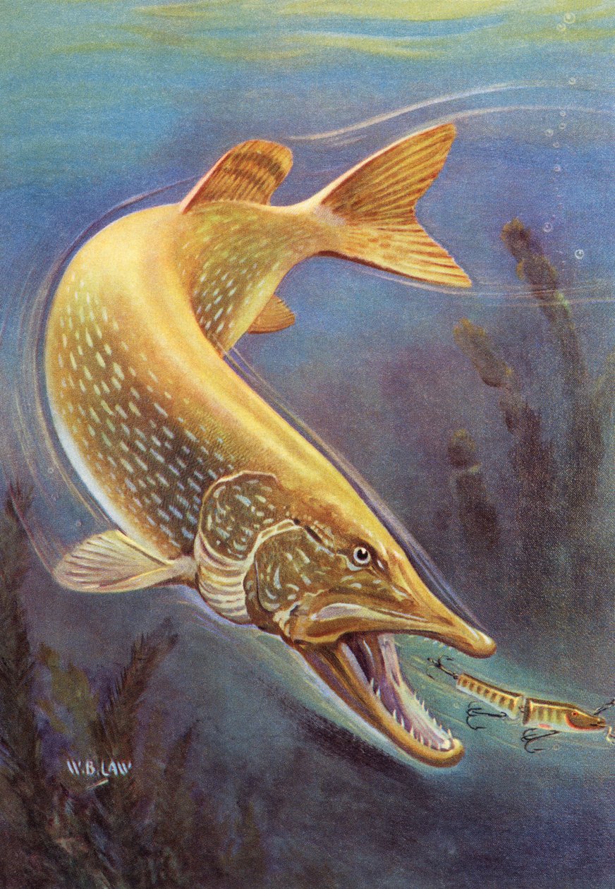Sportfiske: Northern Pike Striking a Lure av American School