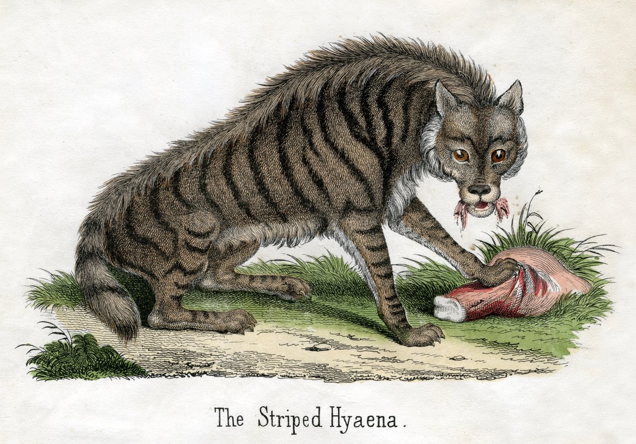 Randig hyena, från The Natural History of Animals av American School