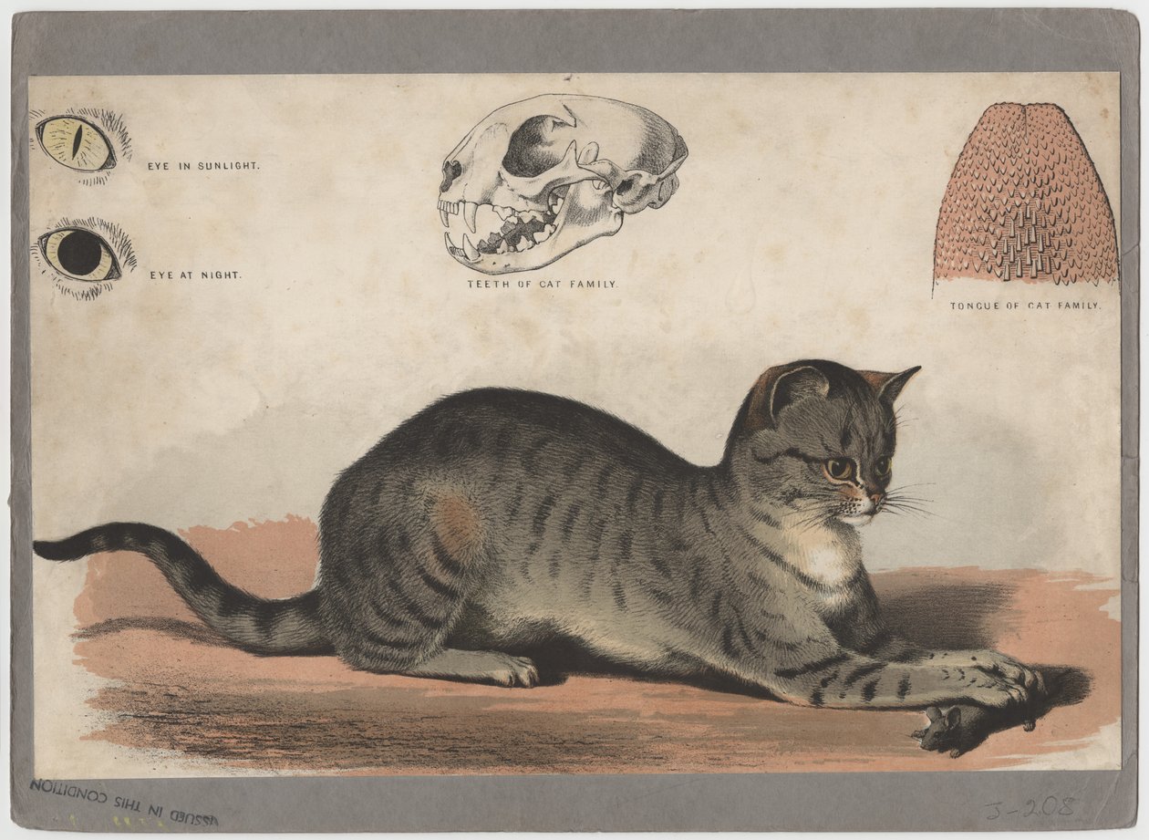 Katten av American School