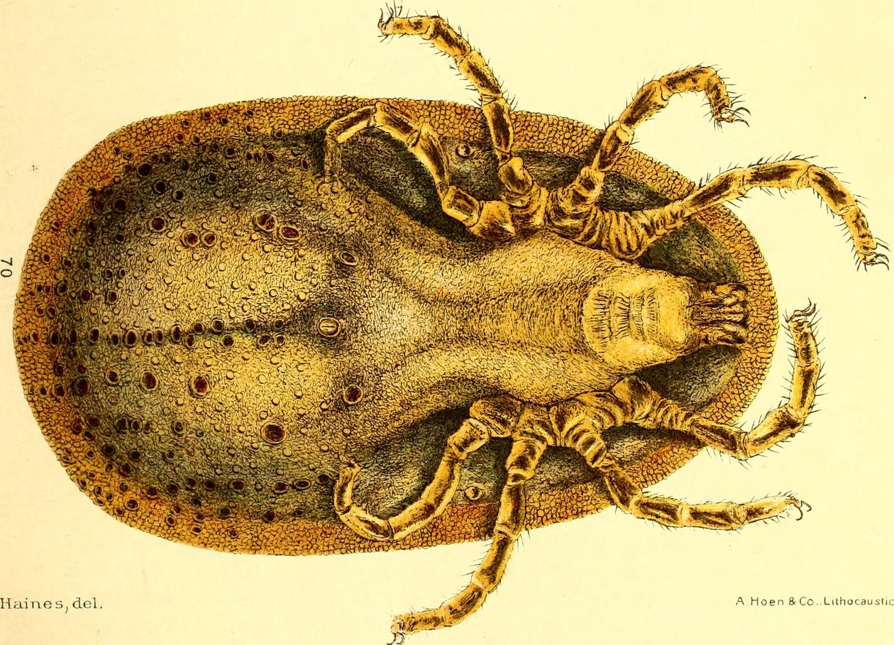 Ventral vy av Argus Miniatus, illustration från "Cattle ticcks (Ixodoidea) of the United States" av D. E. Salmon och Charles Wardell av American School