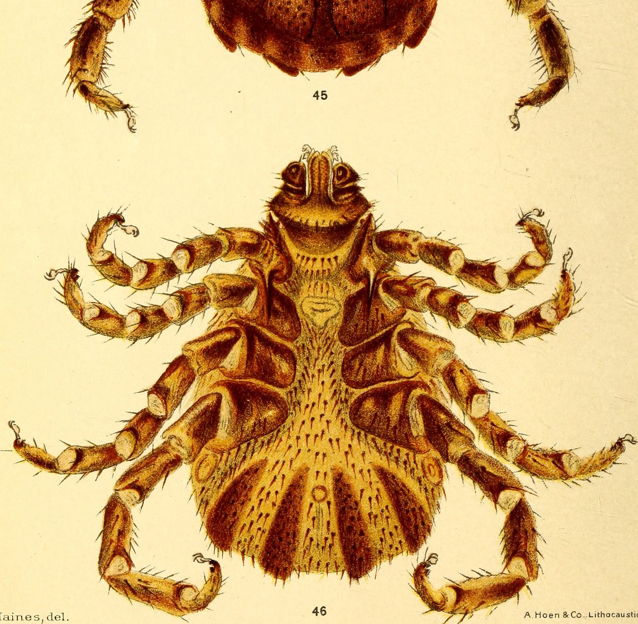 Ventral vy av manlig Boophilus Annulatus, illustration från "Cattle fästingar av American School