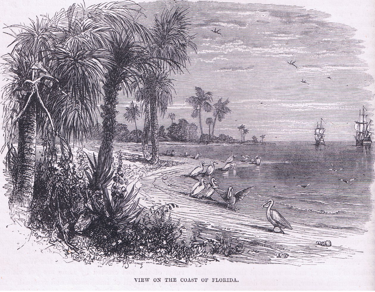 Utsikt över Floridas kust, illustration från Cassell
