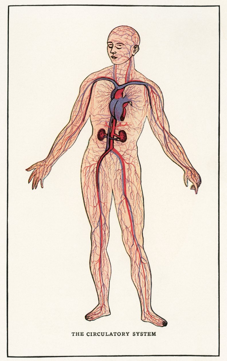 Vintage anatomiskt tryck av det mänskliga cirkulationssystemet av American School