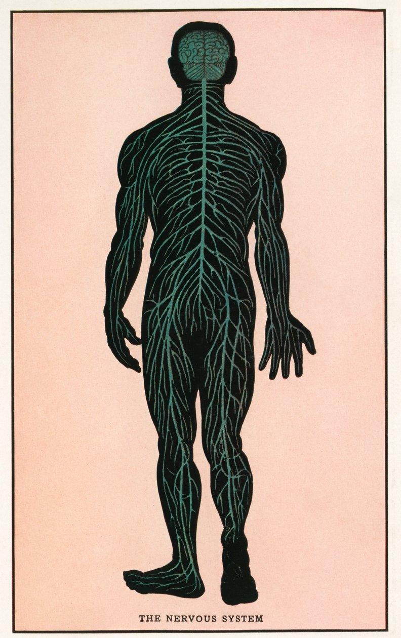 Anatomisk vintagetryck av det mänskliga nervsystemet av American School