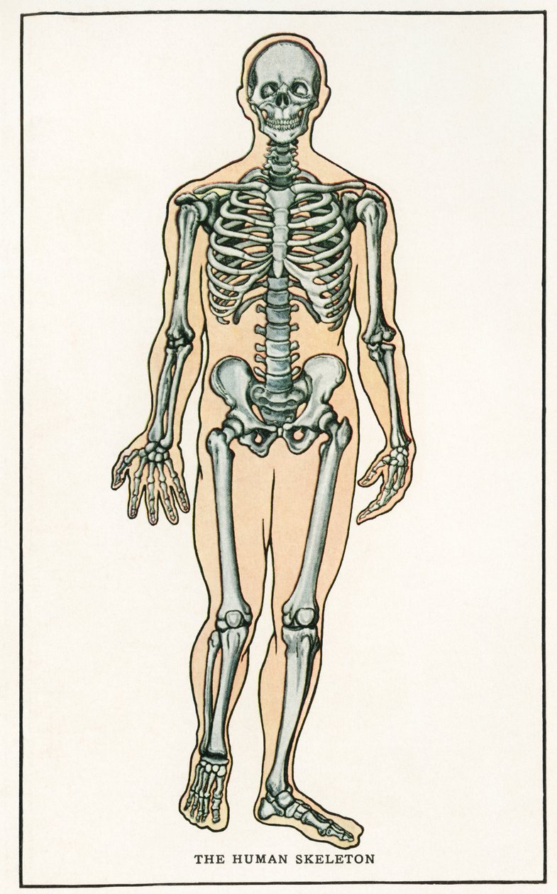 Anatomisk vintageutskrift av det mänskliga skelettet av American School