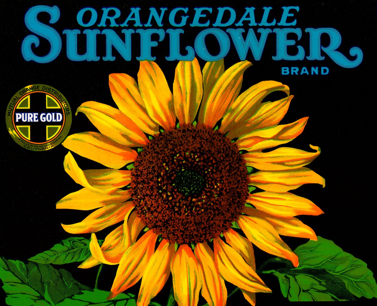 Vintage Sunflower Frukt Crate Etikett av American School