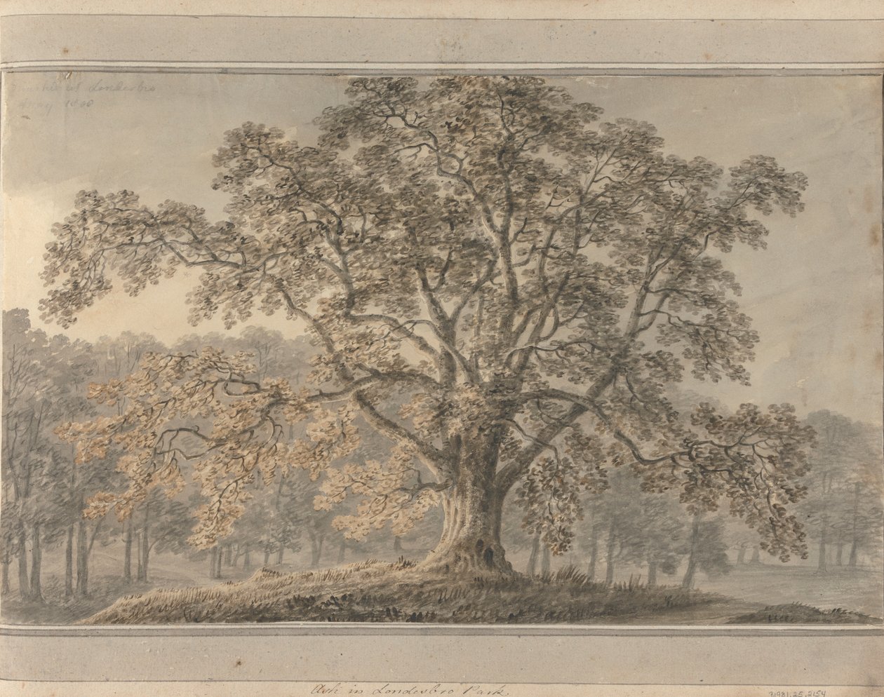 Utsikter i England, Skottland och Wales: Ash i Londesbro Park, maj 1800 av Amos Green