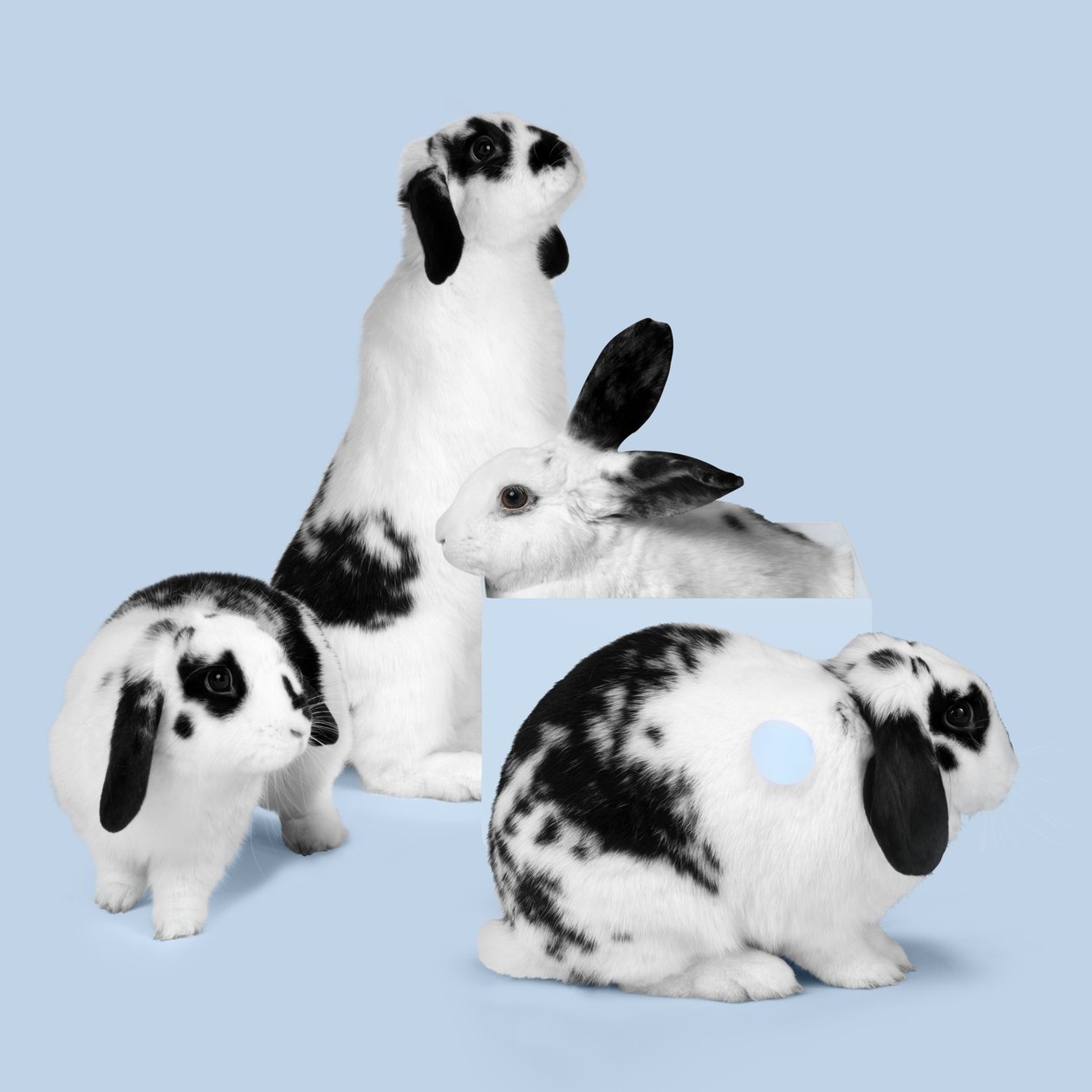 Bunnies 03, 2018 (fotografi) av Ana Carolina Tavares Mizrahi
