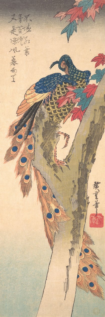 En påfågel uppflugen på ett lönnträd, ca. 1833., ca. 1833. av Ando Hiroshige