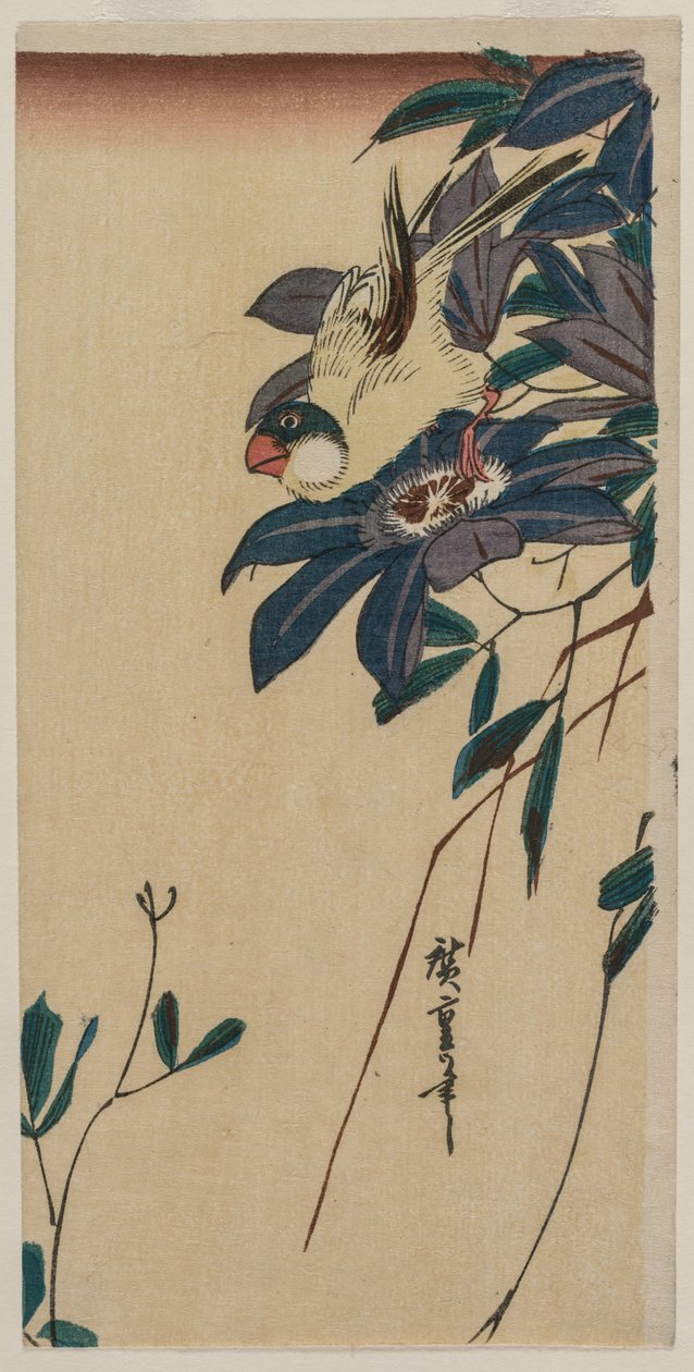 Grosbeak och Clematis, mitten av 1830-talet. av Ando Hiroshige