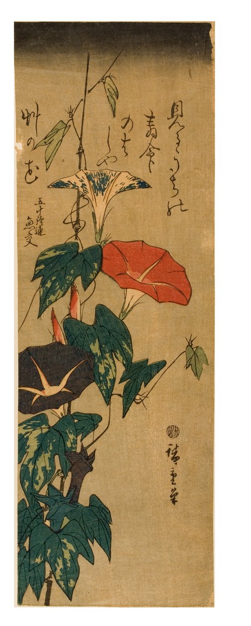 Morning Glories, ca 1843-47 (träblocktryck på papper) av Ando or Utagawa Hiroshige
