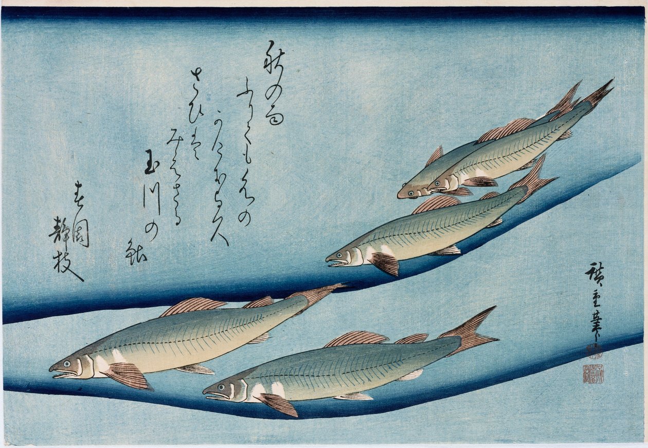 Rivertrout", från serien "Collection of Fish" av Ando or Utagawa Hiroshige