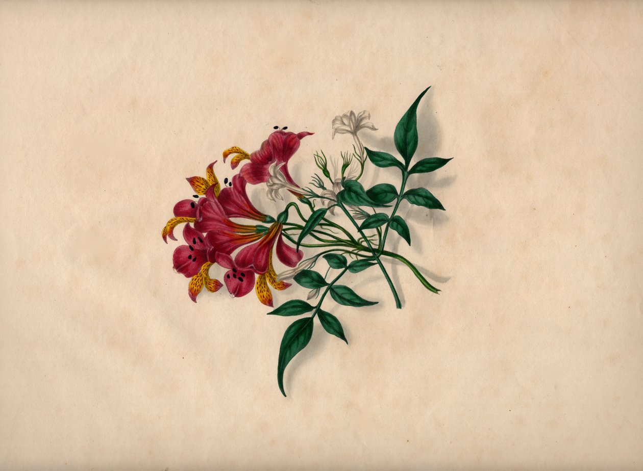 Liljor (gravyr i färg) av André Limot