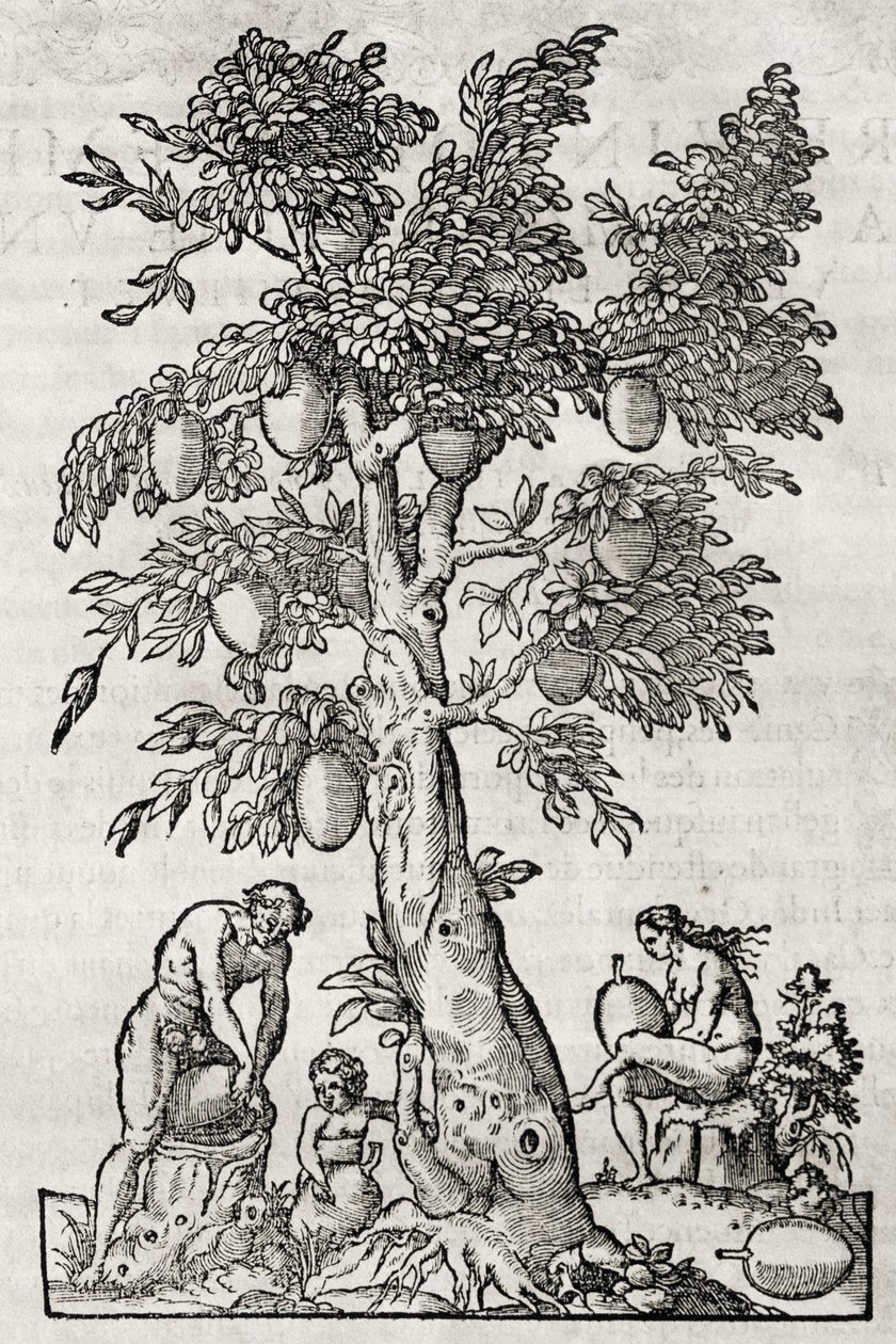 Brödfruktsträd, gravyr av Andre Thevet (1504-1592), Paris, Frankrike av Andre Thevet