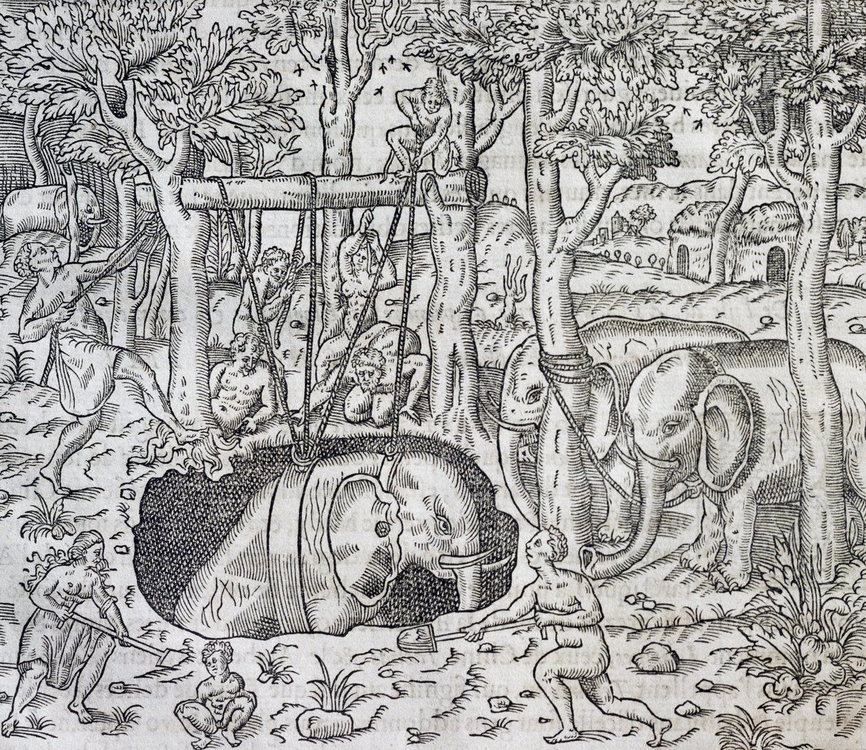 Elefantjakt på ön Java, gravyr från Universal Cosmology, av Andre Thevet (1504-1592), Paris av Andre Thevet