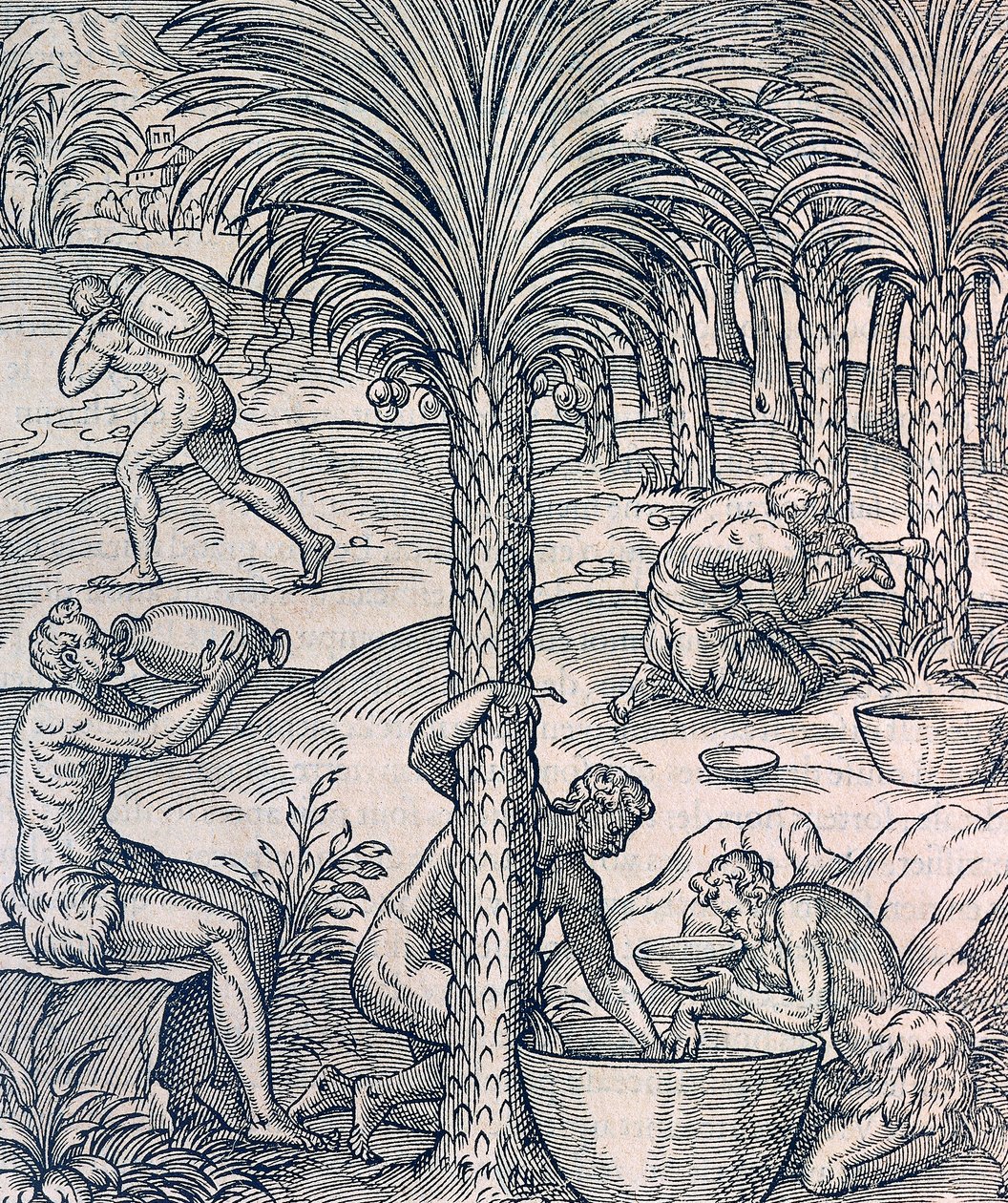 Invånare i Kap Verde gör drinkar från palmer, gravyr från Universal Cosmology, av Andre Thevet (1504-1592), Paris av Andre Thevet