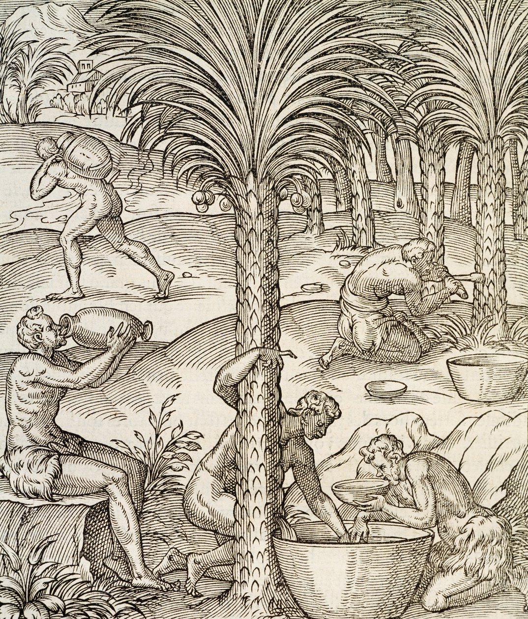 Invånare i Kap Verde gör drinkar från palmer, gravyr från Universal Cosmology, av Andre Thevet (1504-1592), Paris, Afrika, 1575 av Andre Thevet