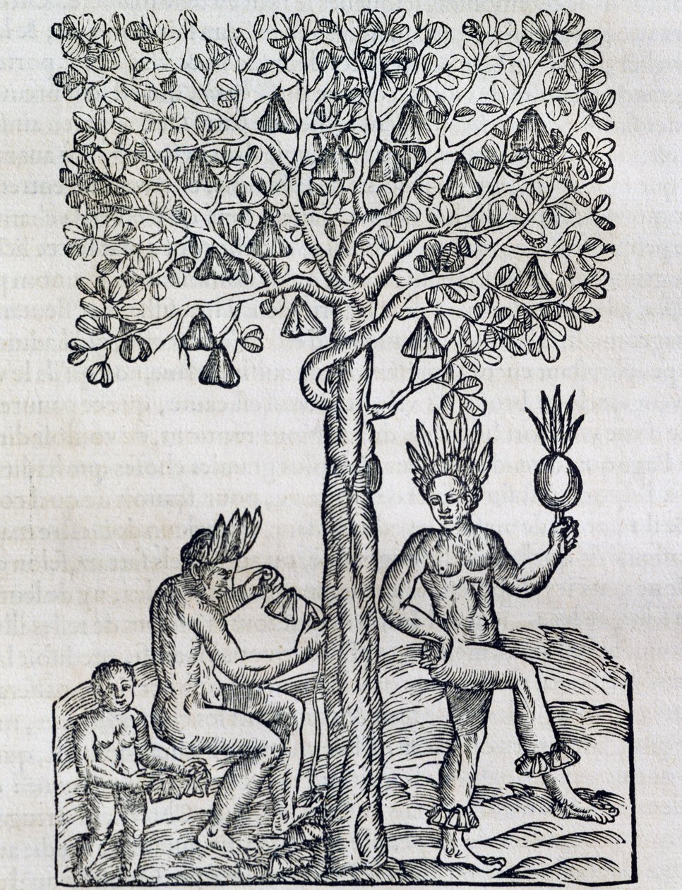 Nanafrukt, tropisk medicinalväxt, gravyr från Universal Cosmology, av Andre Thevet (1504-1592), Paris av Andre Thevet
