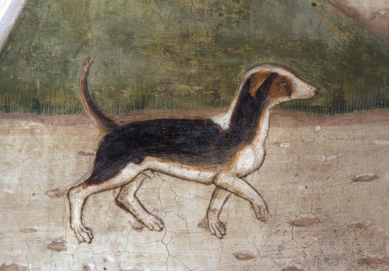 Atri, katedralen, hund / Fresco av A.Delitio av Andrea Delitio