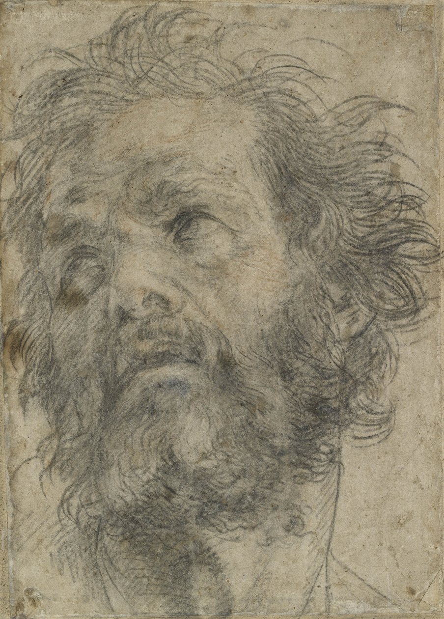 A Head of a Man, (svart krita på papper) av Andrea del Sarto