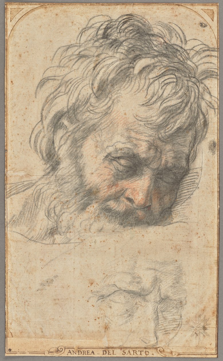 Studie till Sankt Josefs huvud (recto); Två studier av ben (verso) av Andrea del Sarto