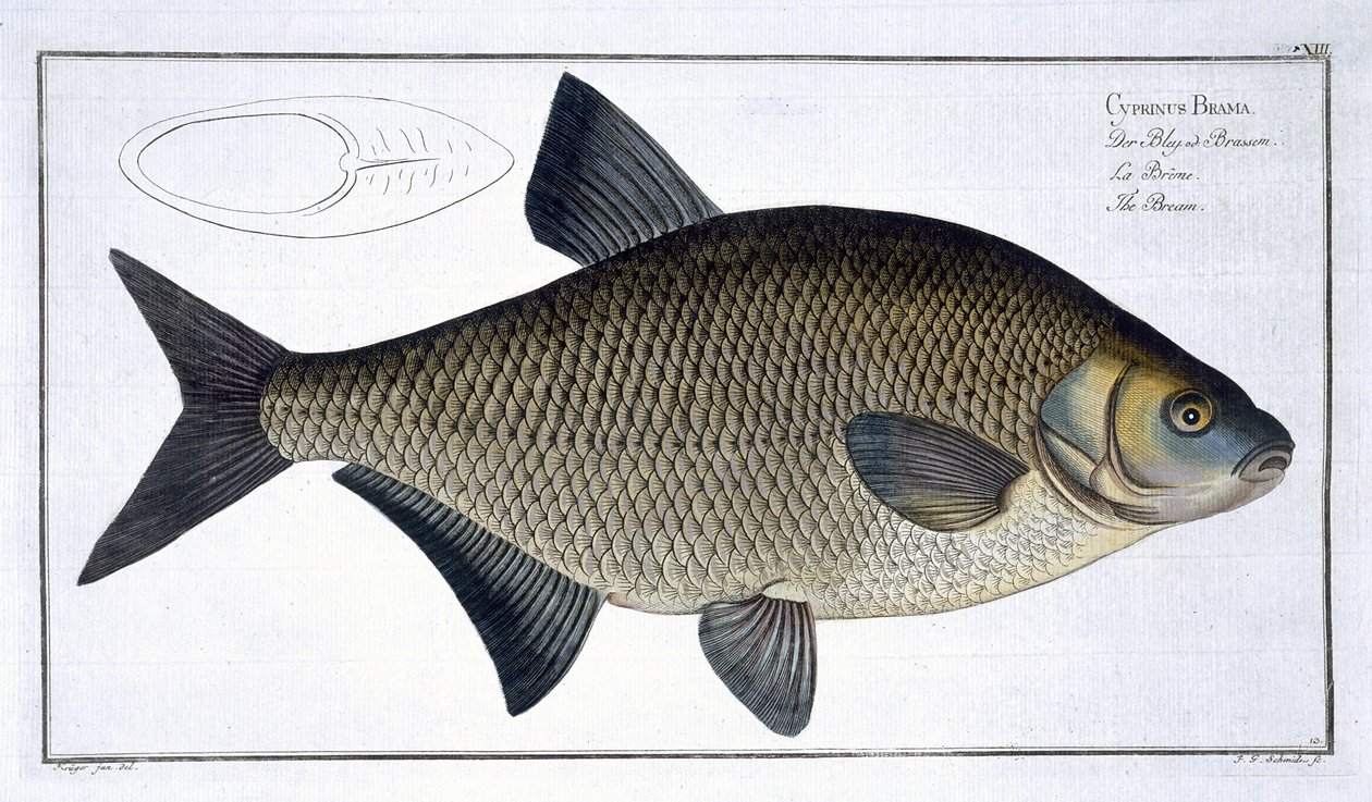 Braxen (Cyprinus Brama), tavla XIII från "Ichthyologie, ou histoire naturelle generale et particulare des poissons", av Marcus Elieser Bloch (1723-99), graverad av Gabriel Bodenehr (1673-1766), utgiven av av Andreas Ludwig Kruger