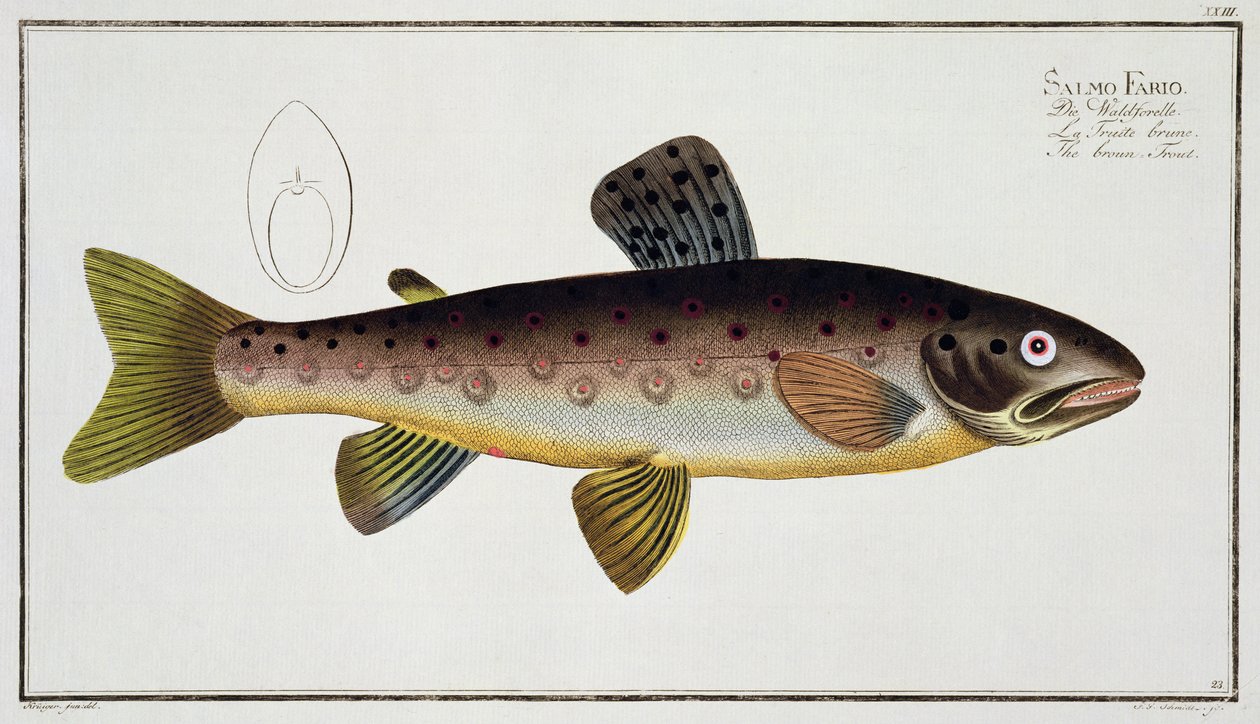 Öring (Salmo Iasustris) tallrik XXIII från 
