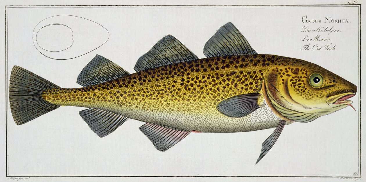 Torsk (Gadus Morhua) tallrik LXIV från 