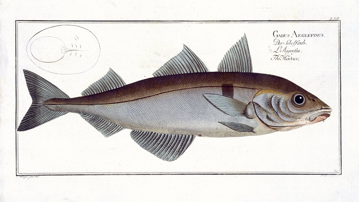 Skädda (Gadus Aeglefinus) platta LXII från "Ichthyologie, ou histoire naturelle generale et particulare des poissons", av Marcus Elieser Bloch (1723-99), utgiven ca 1785-99. av Andreas Ludwig Kruger