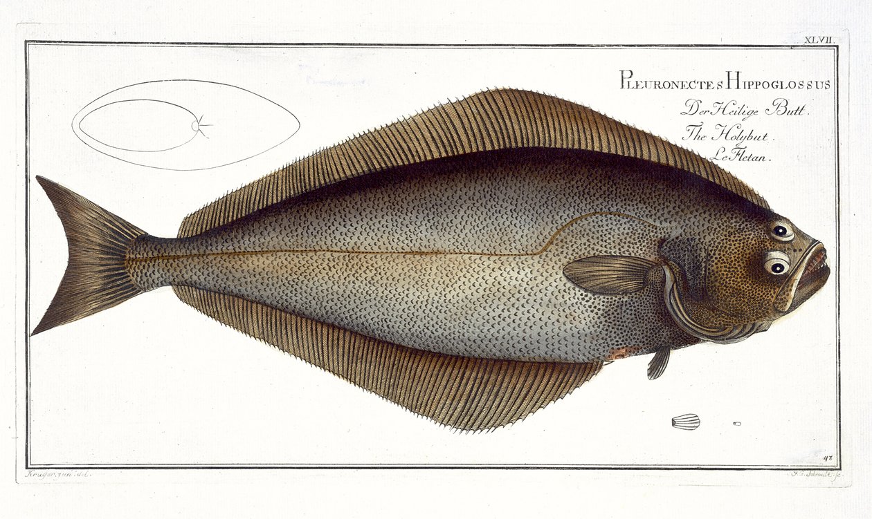 Hälleflundra (Pleuronectes Hippoglossus), tavla XLVII från "Ichthyologie, ou histoire naturelle generale et particulare des poissons", av Marcus Elieser Bloch (1723-99), graverad av F.G. Schmidt, utgiven av av Andreas Ludwig Kruger