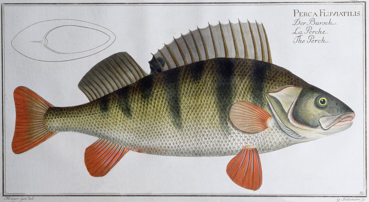 Perch: utgiven av Black, ca 1790 (tryck) av Andreas Ludwig Kruger