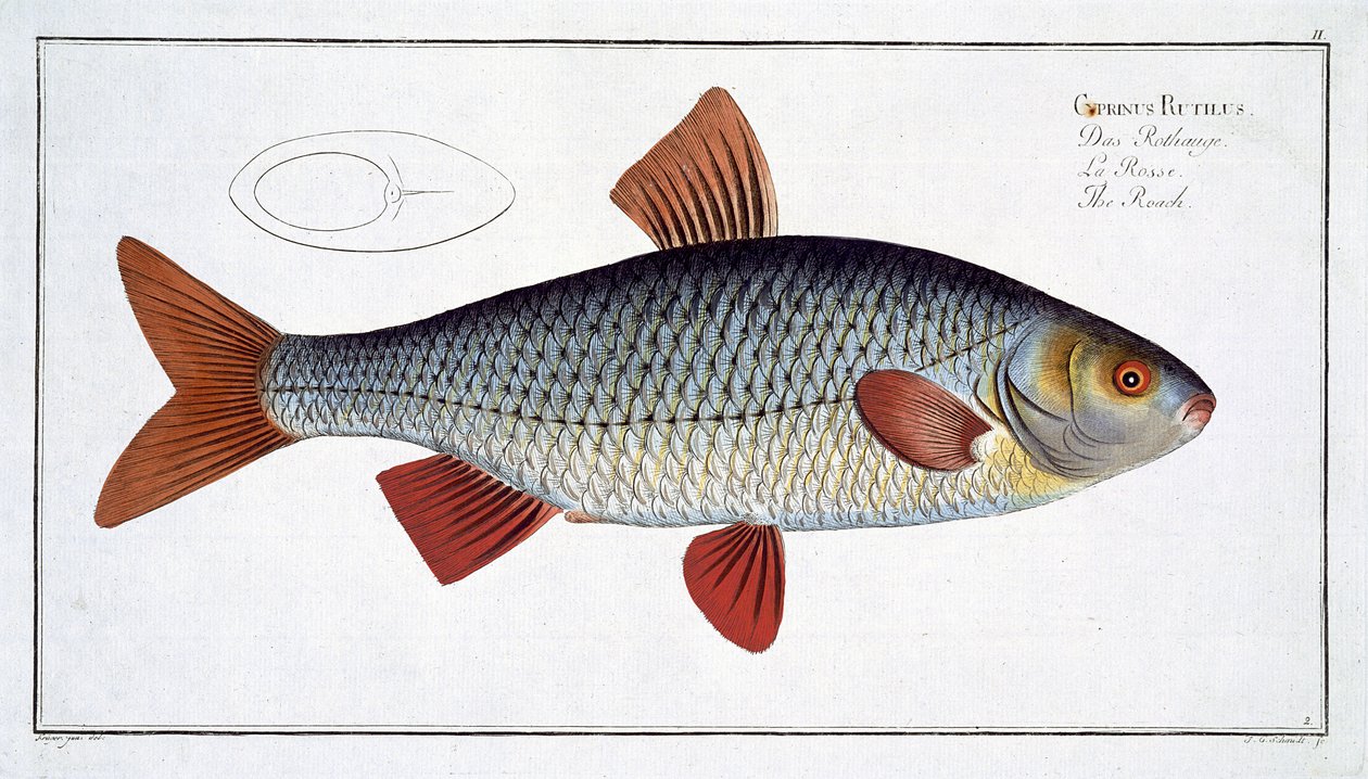Mört (Cyprinus R utilis) plåt II från 