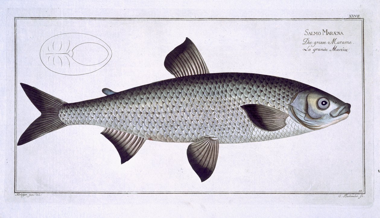Lax (Salmo Maraena) tallrik XXVII från 
