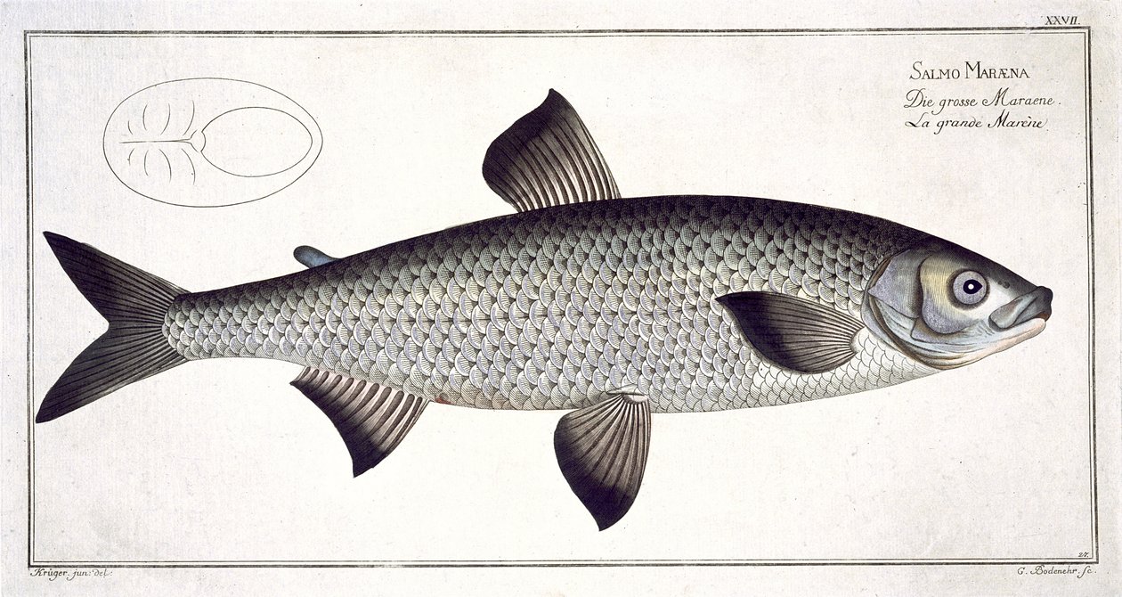 Lax (Salmo Maraena), tavla XXVII från "Ichthyologie, ou histoire naturelle generale et particulare des poissons", av Marcus Elieser Bloch (1723-99), graverad av Gabriel Bodenehr (1673-1766), publicera av Andreas Ludwig Kruger
