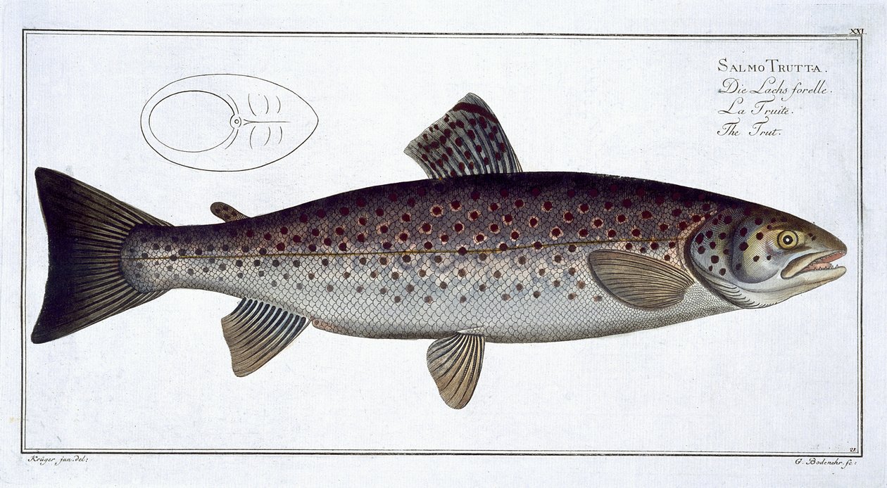Havsöring (Salmo Trutta), tavla XXI från "Ichthyologie, ou histoire naturelle generale et particulare des poissons", av Marcus Elieser Bloch (1723-99), graverad av Gabriel Bodenehr (1673-1766), publicera av Andreas Ludwig Kruger