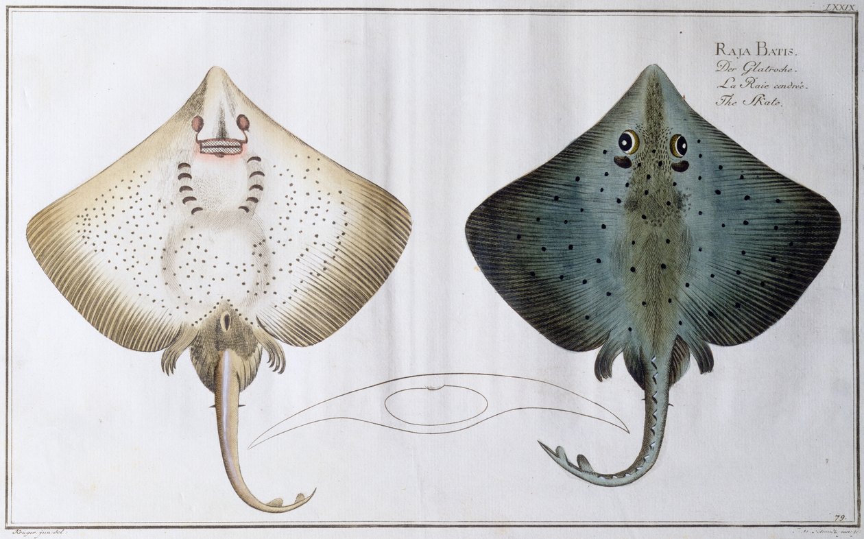 Skate: pub. av Black, ca 1790 (tryck) av Andreas Ludwig Kruger