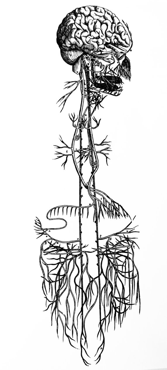 Tallrikarna från den fjärde boken av De Humani Corporis Fabrica av Andreas Vesalius