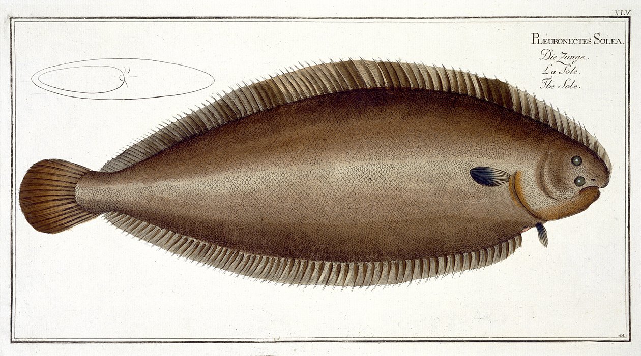 Dover Sole (Solea Solaea) plåt XLV från 