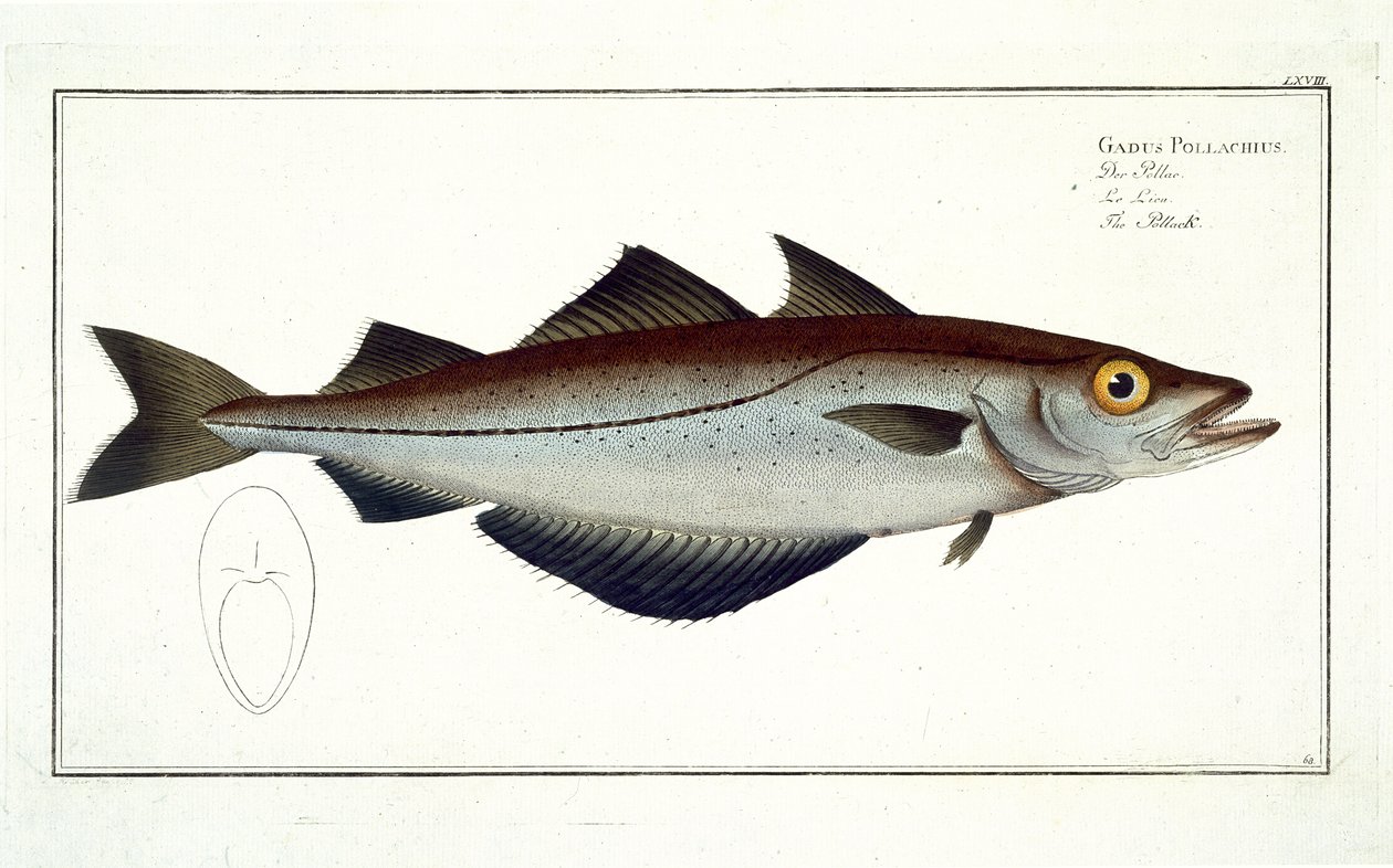 Pollack (Pollachius pollachius) tallrik LXVIII från 