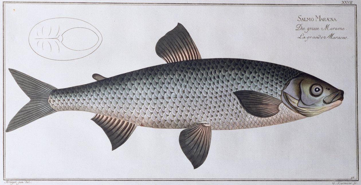 Lax: pub. av Black, ca 1790 (tryck) av Andreas Ludwig Kruger