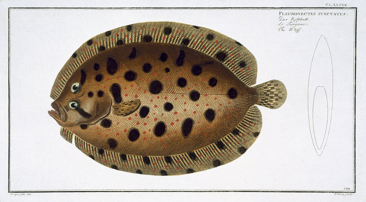 The Whiff (Pleuronectus Punctatus) tallrik CLXXXIX från 