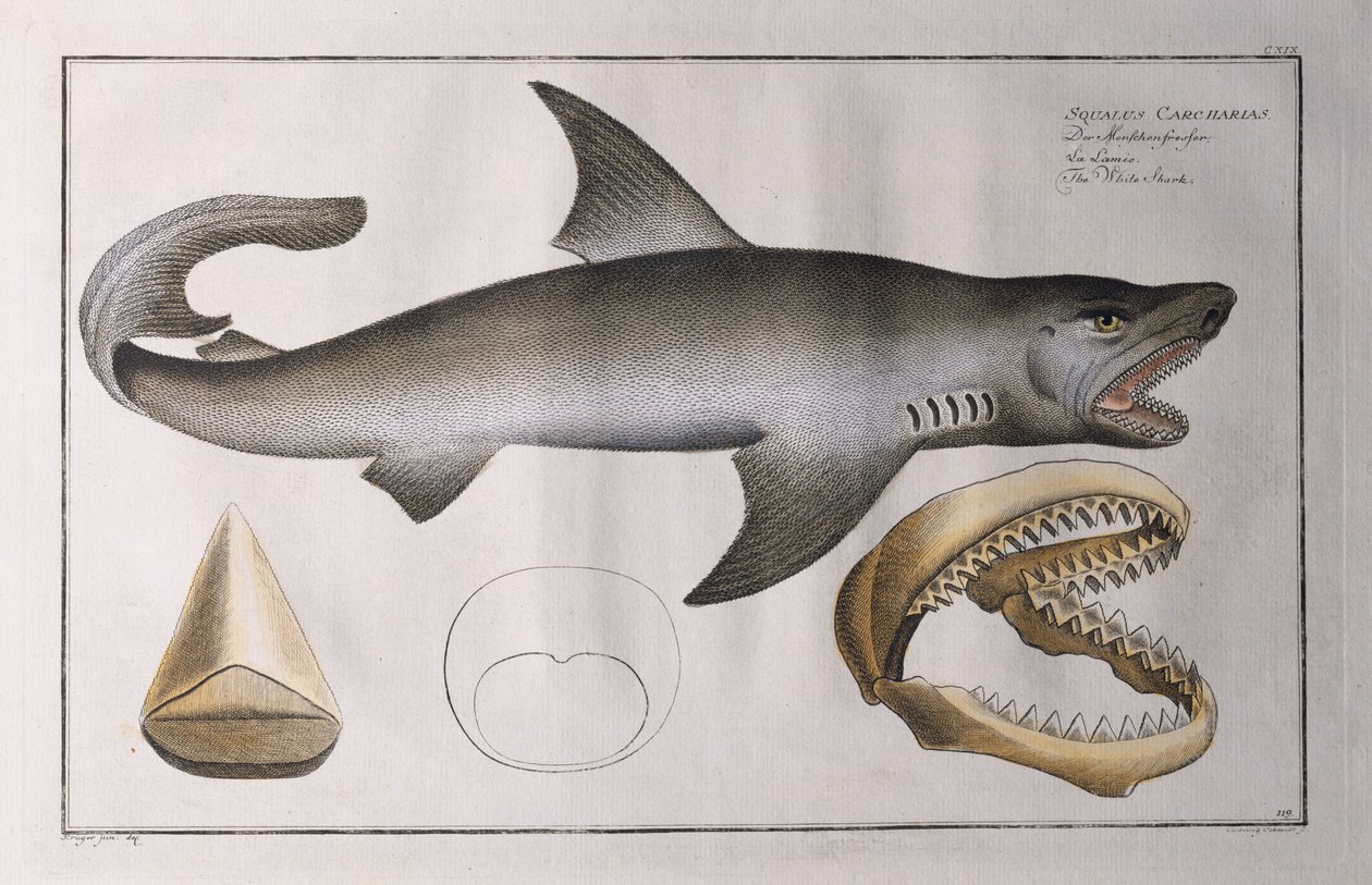 White Shark: pub. av Black, ca 1790 av Andreas Ludwig Kruger